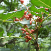 Feng County da Hong Pao Pepper