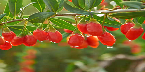health benefits of goji berry powder - CGhealthfood.png